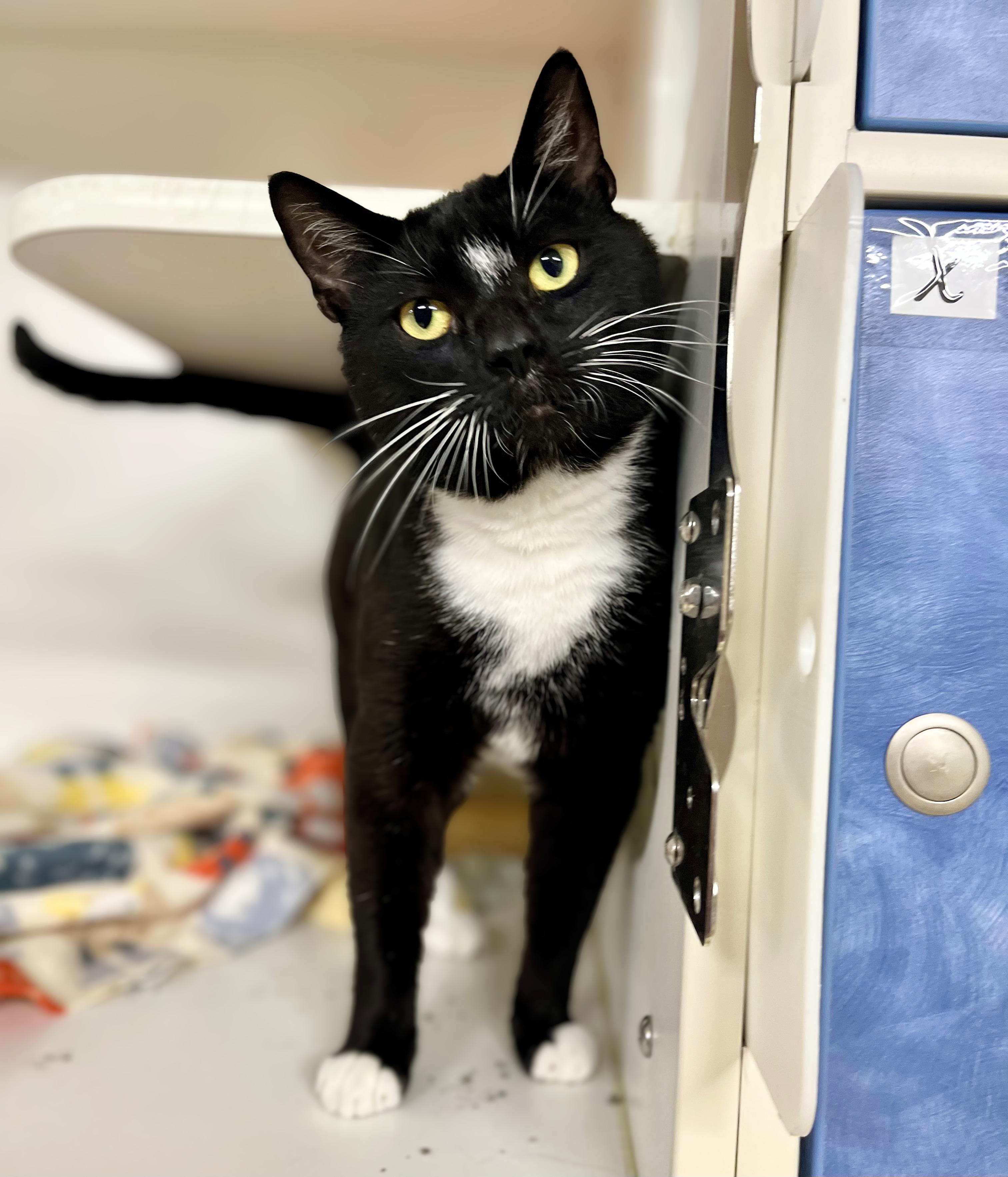 Mick Jagger, adoptable, Adult Male Domestic Short Hair.