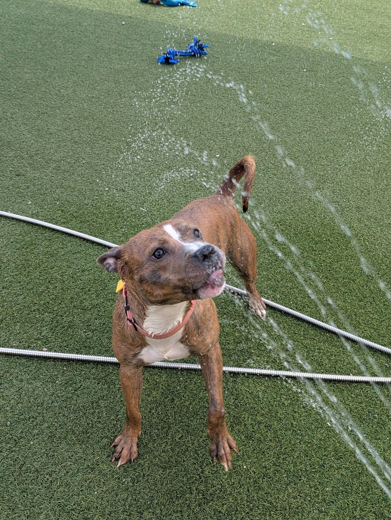 Enlarge Lolo, an adoptable mixed breed in Cleveland, OH image 5/6