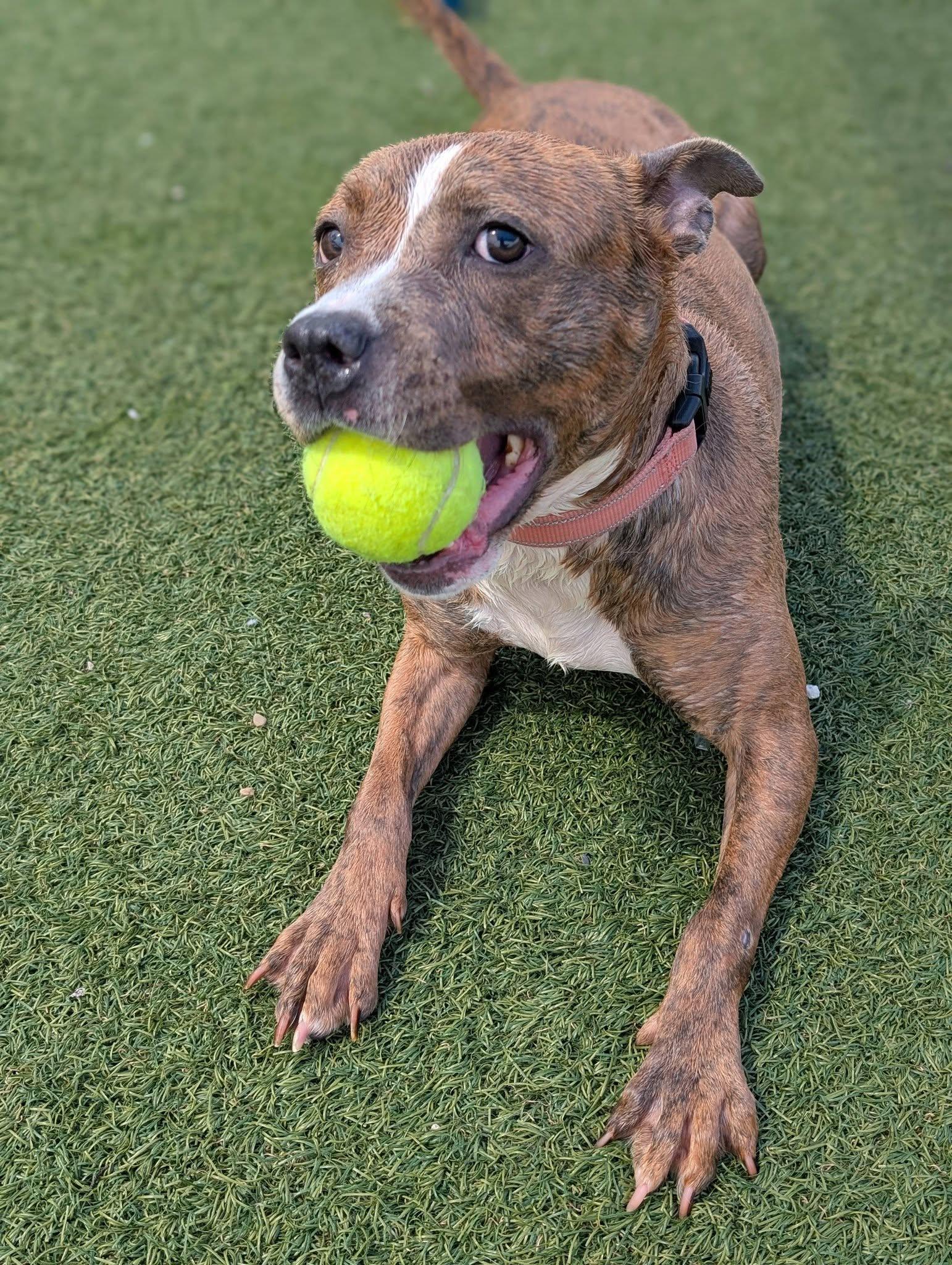 Enlarge Lolo, an adoptable mixed breed in Cleveland, OH image 4/6
