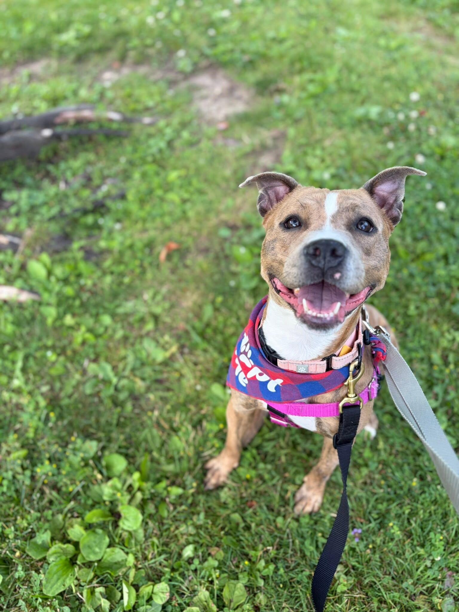 Enlarge Lolo, an adoptable mixed breed in Cleveland, OH image 6/6