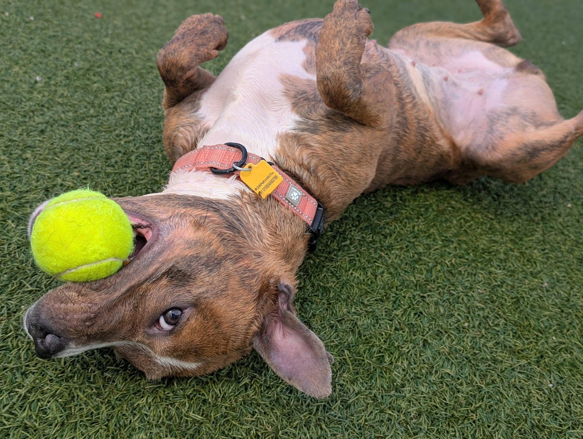 Enlarge Lolo, an adoptable mixed breed in Cleveland, OH image 3/6