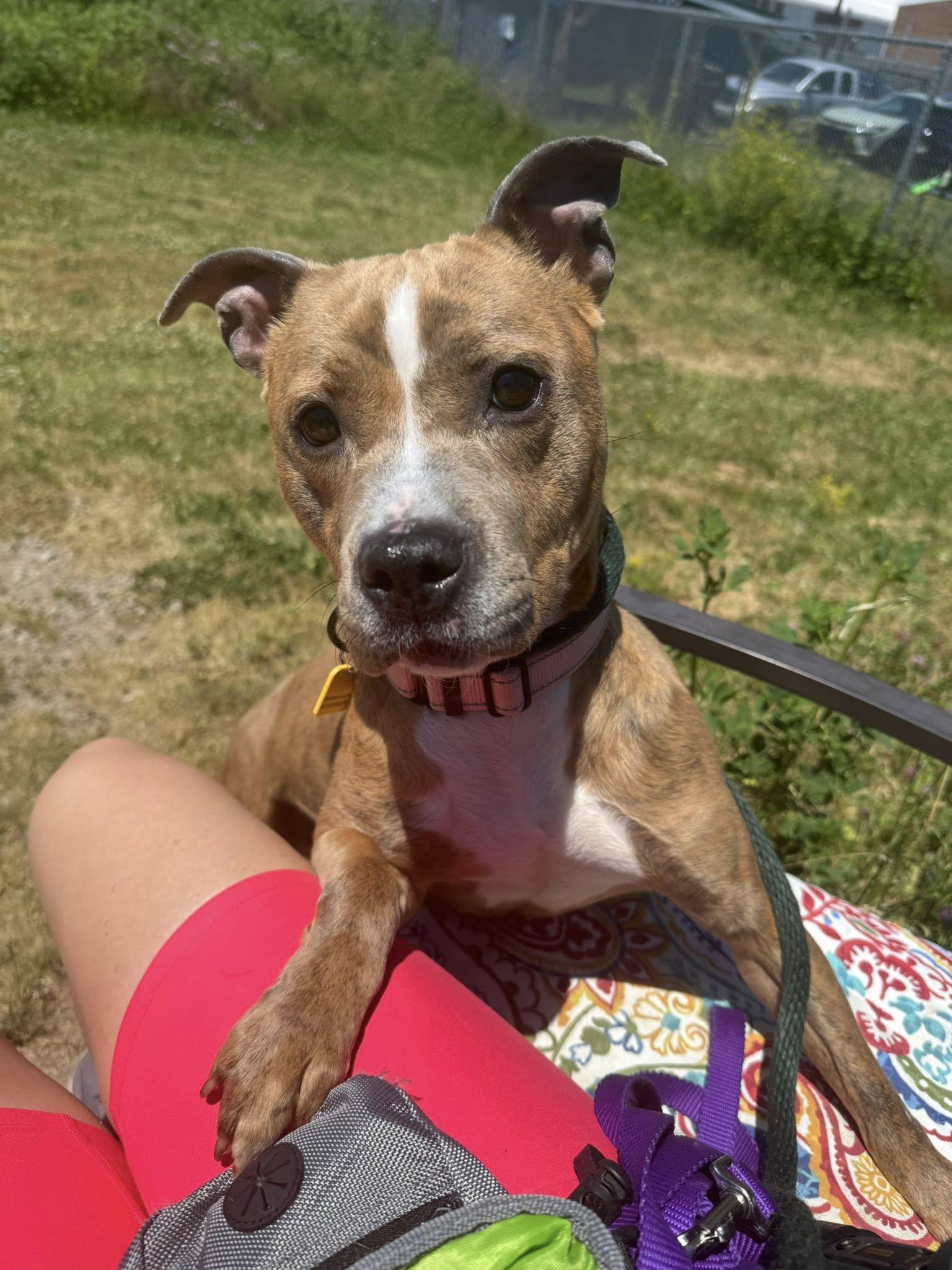 Enlarge Lolo, an adoptable mixed breed in Cleveland, OH image 1/6