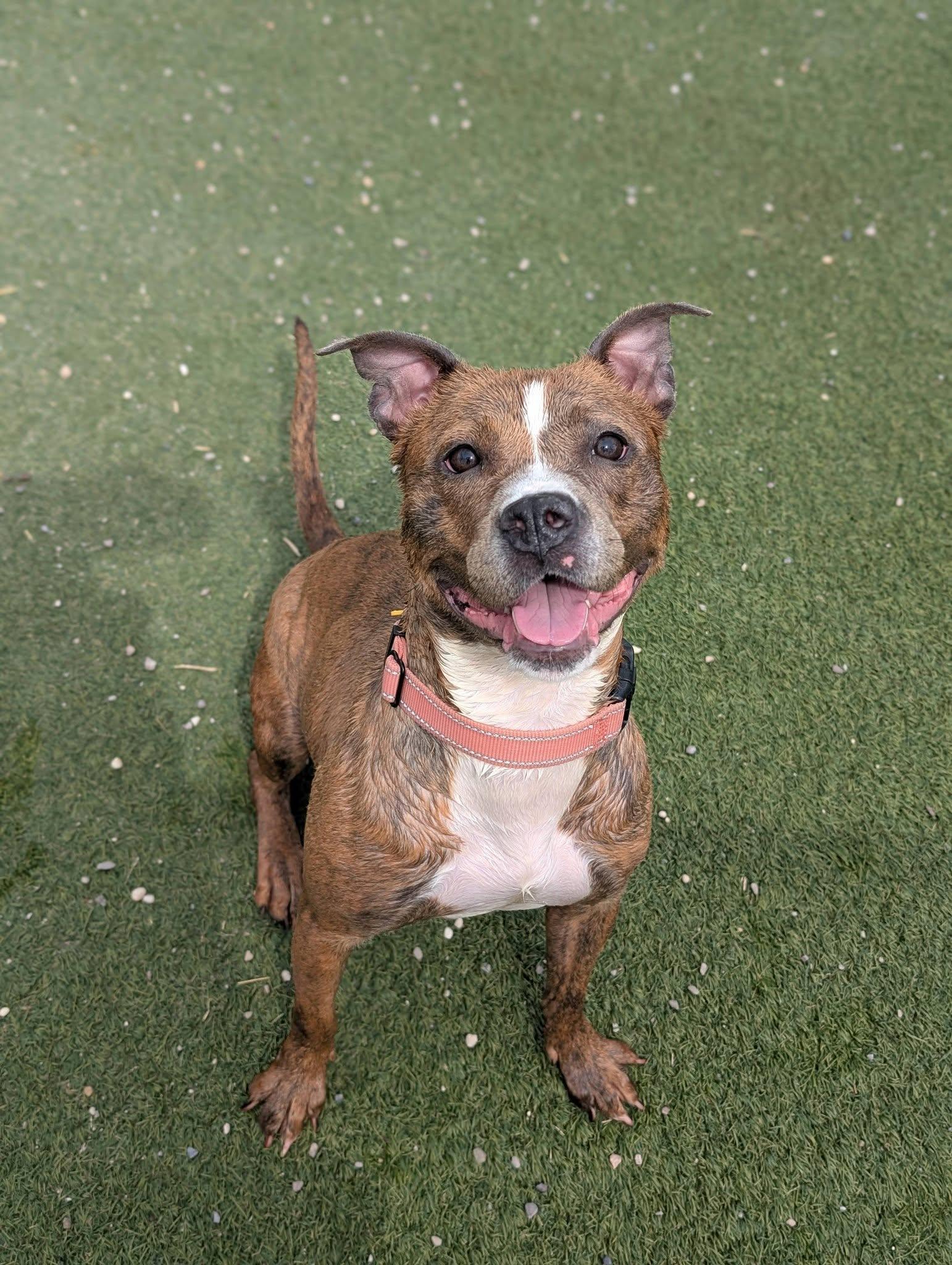 Enlarge Lolo, an adoptable mixed breed in Cleveland, OH image 2/6