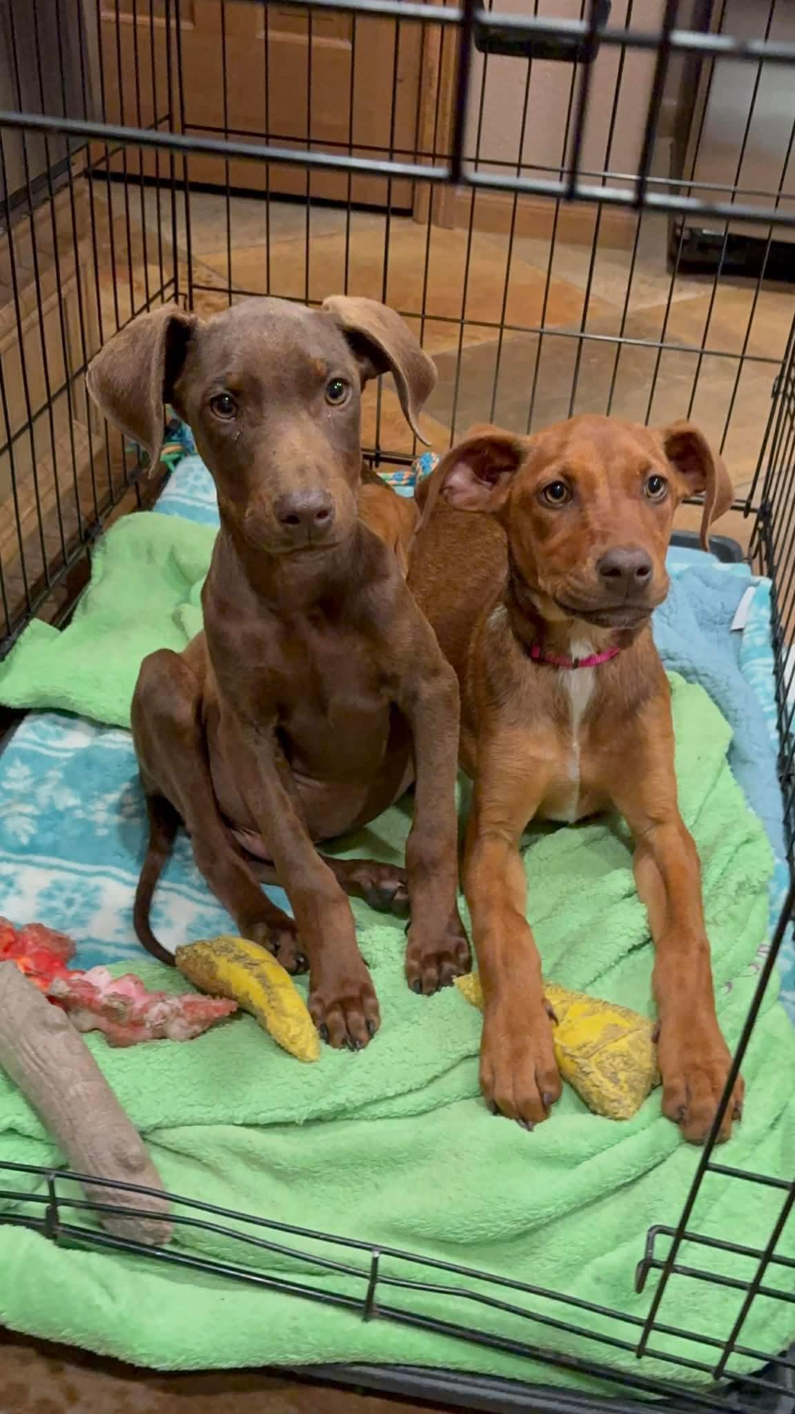 Enlarge Boba, an adopted mixed breed in Humble, TX image 2/4