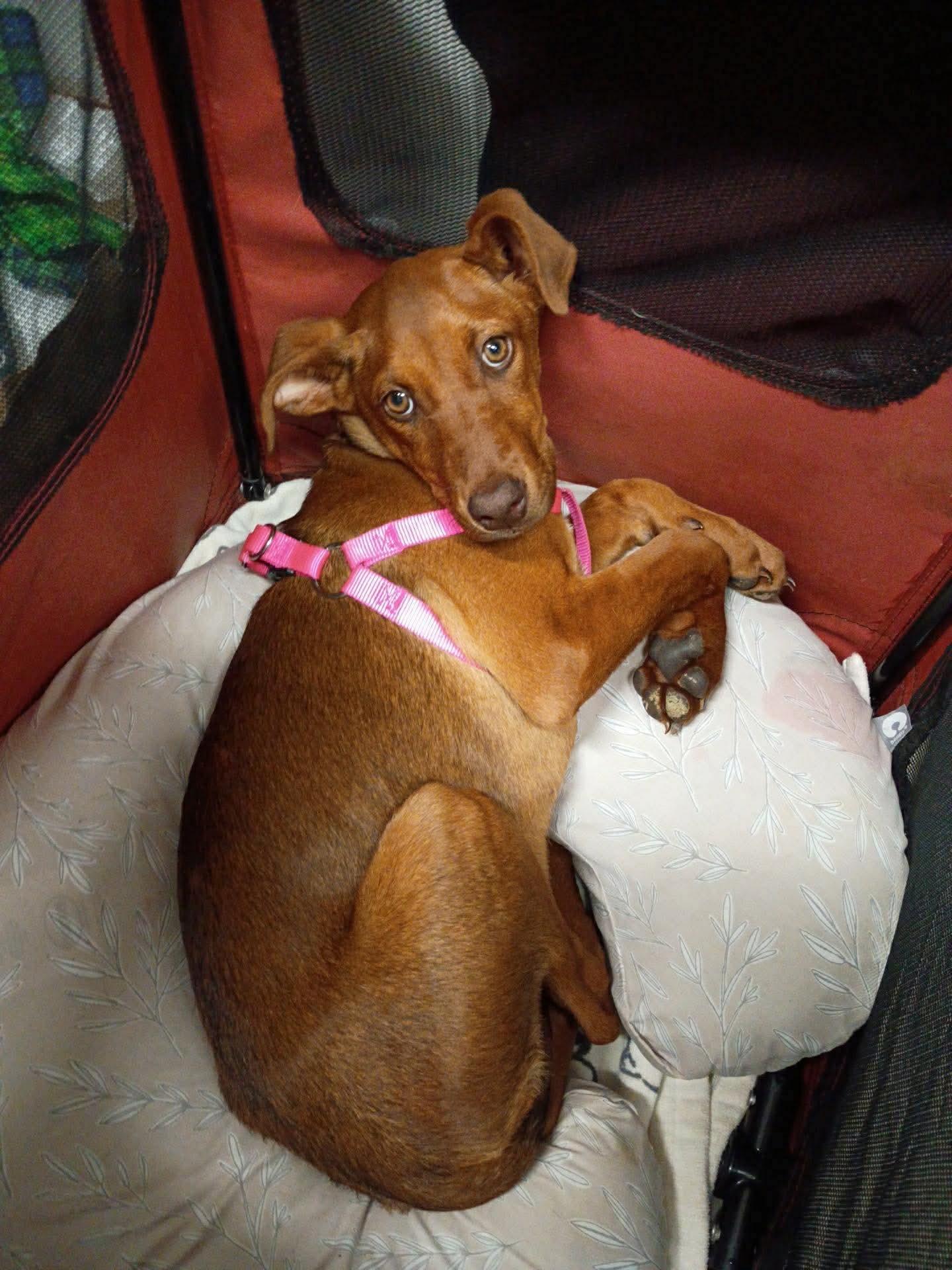 Enlarge Boba, an adopted mixed breed in Humble, TX image 4/4