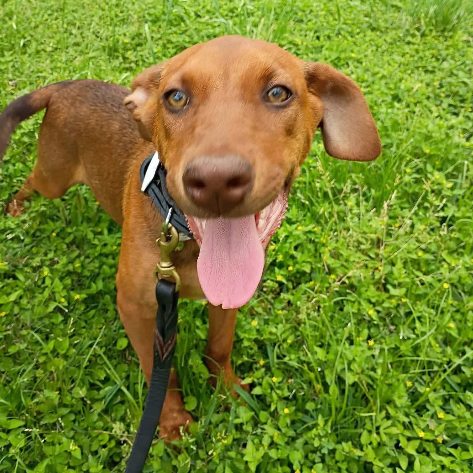 Enlarge Boba, an adopted mixed breed in Humble, TX image 1/4