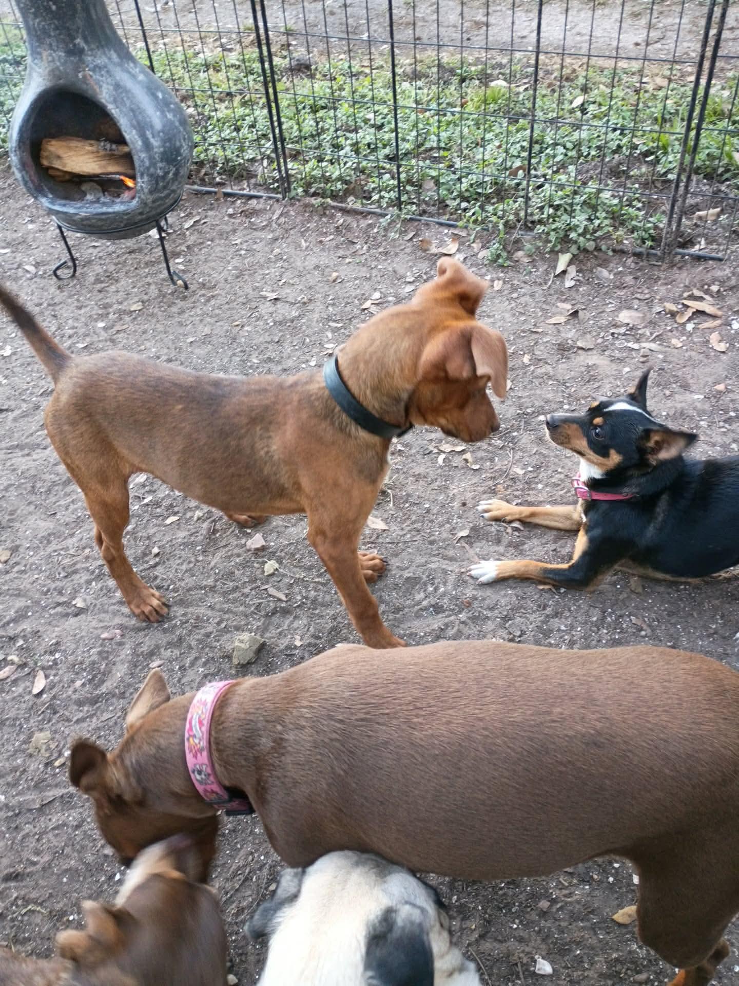 Enlarge Boba, an adopted mixed breed in Humble, TX image 3/4