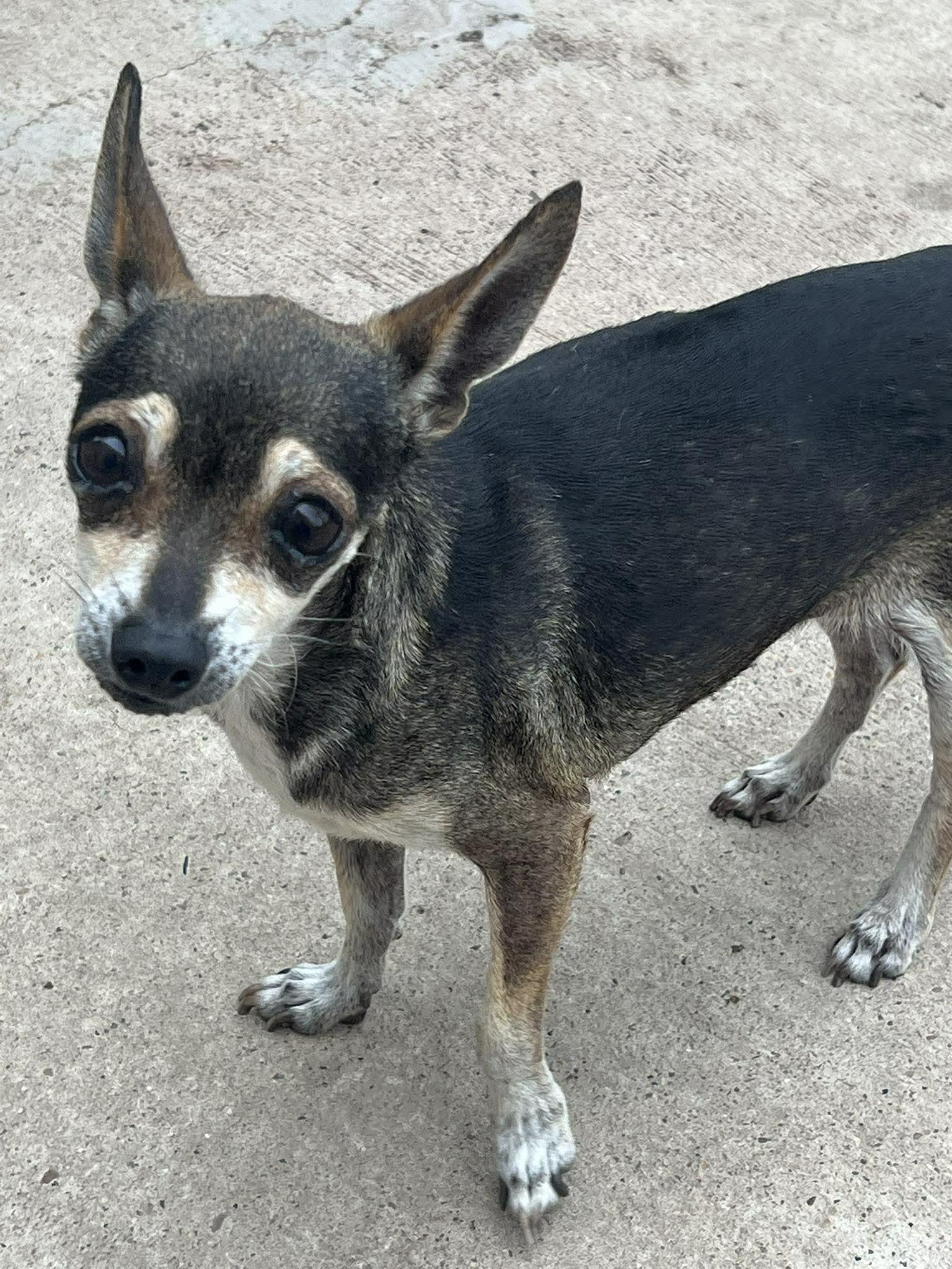 Enlarge Carla, an adopted Chihuahua in Conesus, NY image 1/1