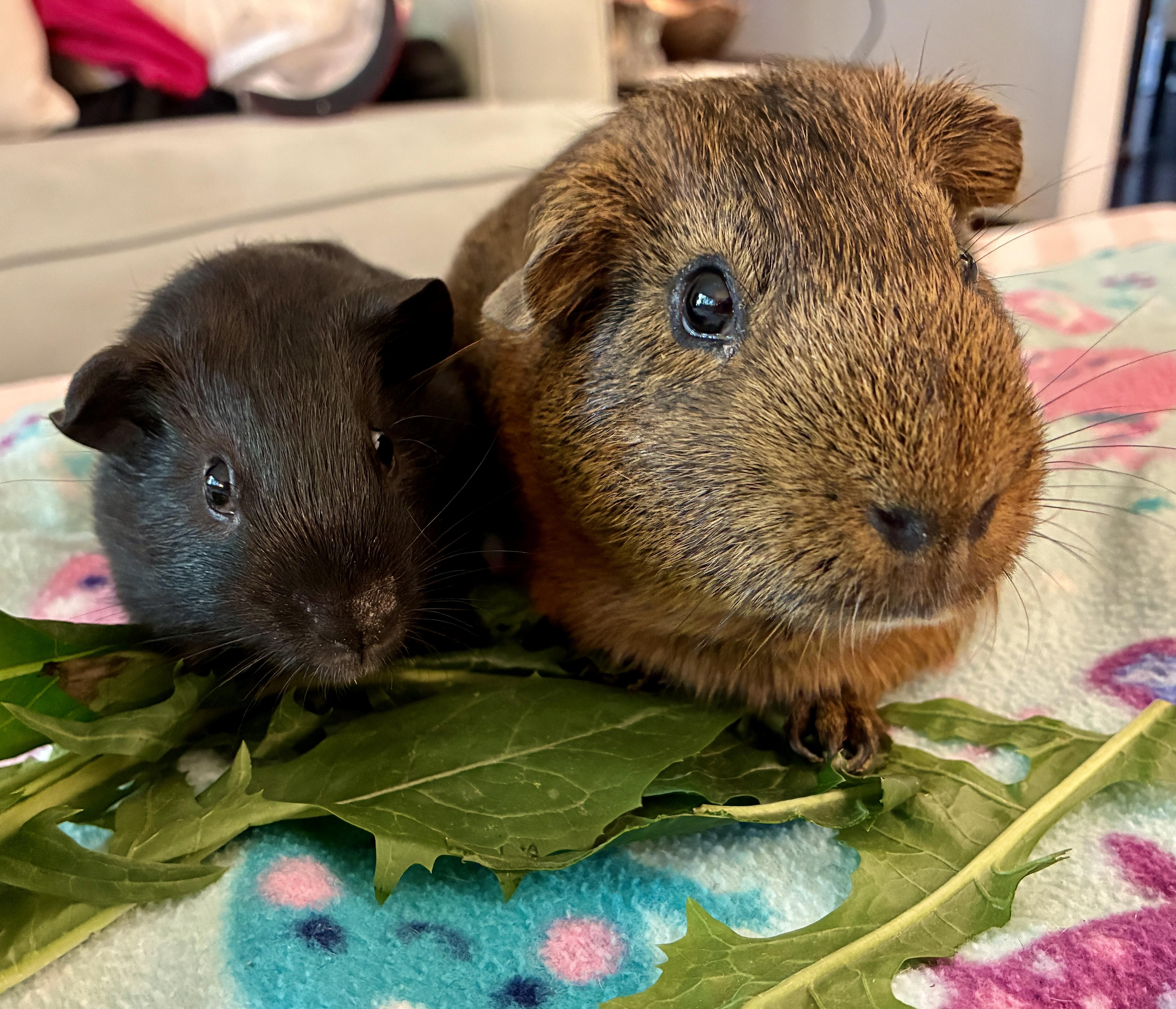 Pooh Bear and Baby Clover, Adoptable, Young Male Guinea Pig.
