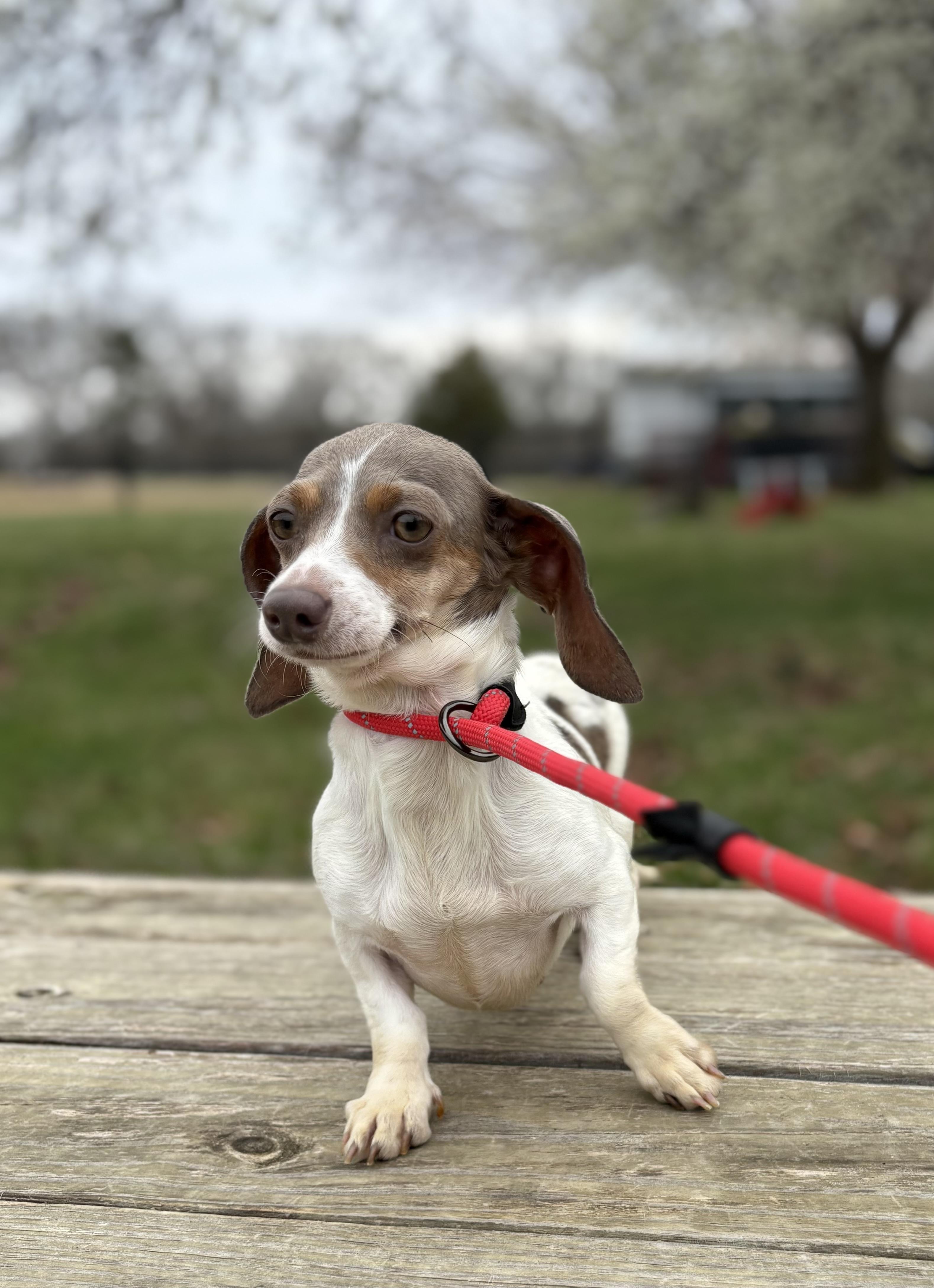 Enlarge Bambi, an adopted Miniature Dachshund in Louisa, VA image 5/5