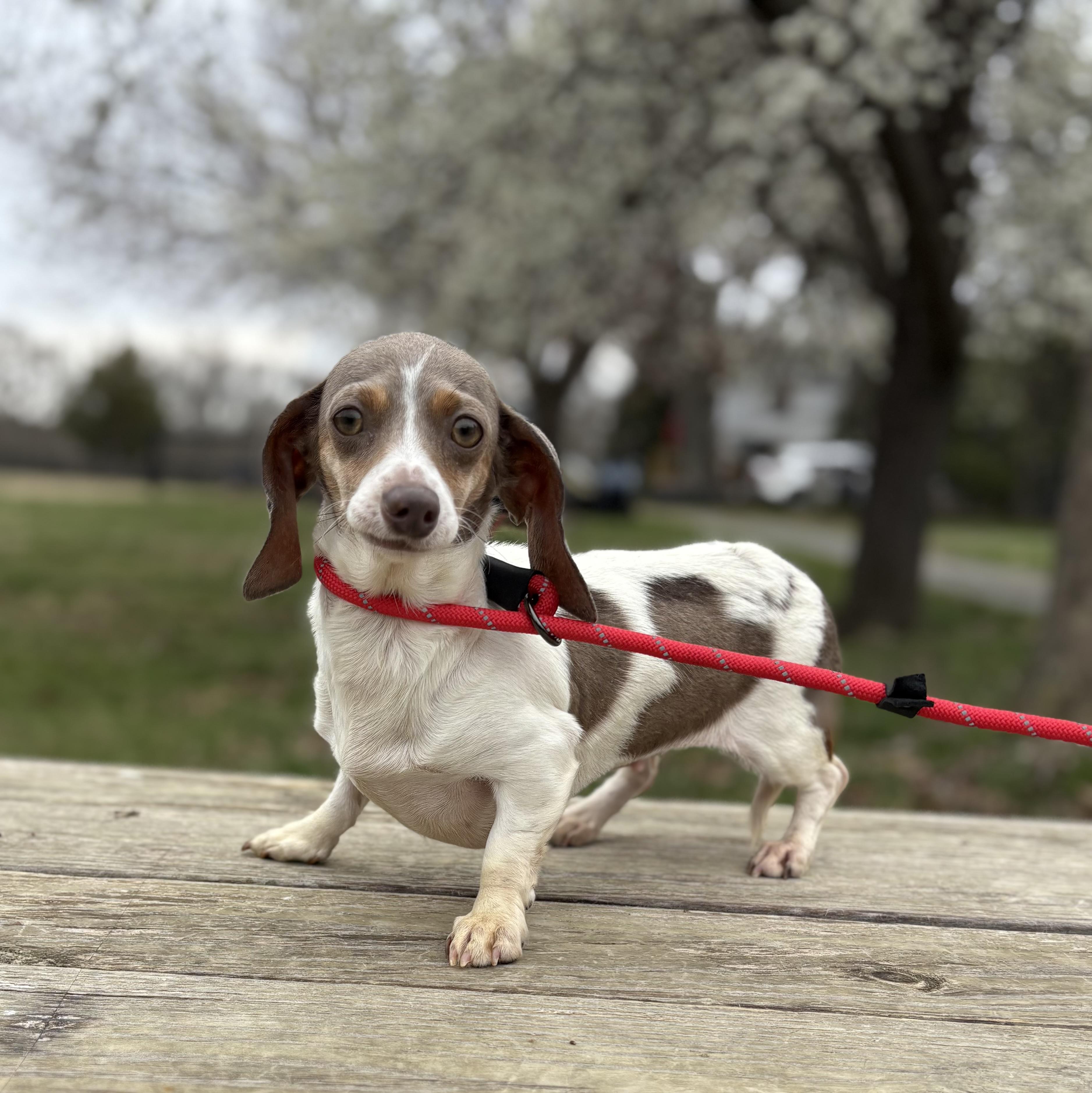 Enlarge Bambi, an adopted Miniature Dachshund in Louisa, VA image 4/5
