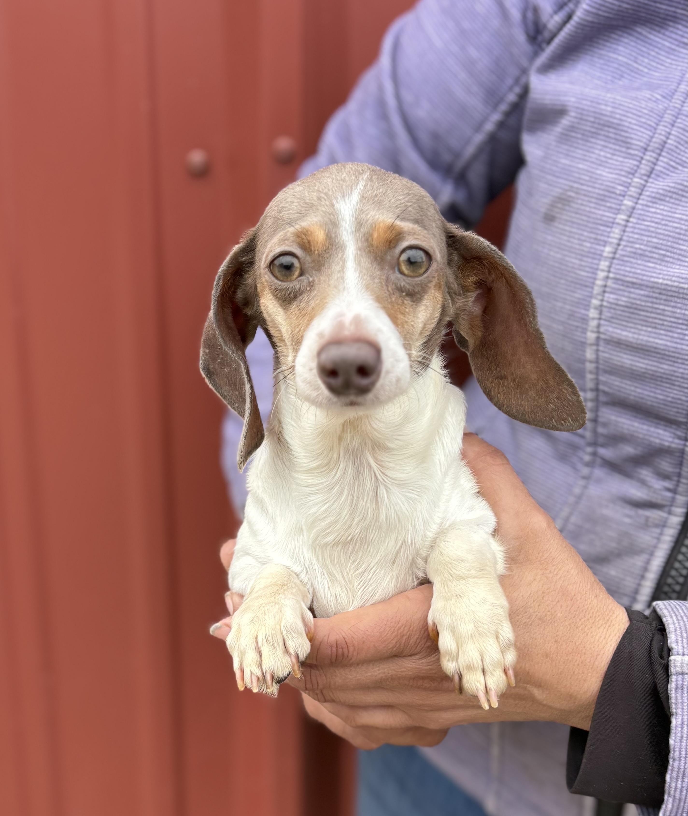 Enlarge Bambi, an adopted Miniature Dachshund in Louisa, VA image 2/5
