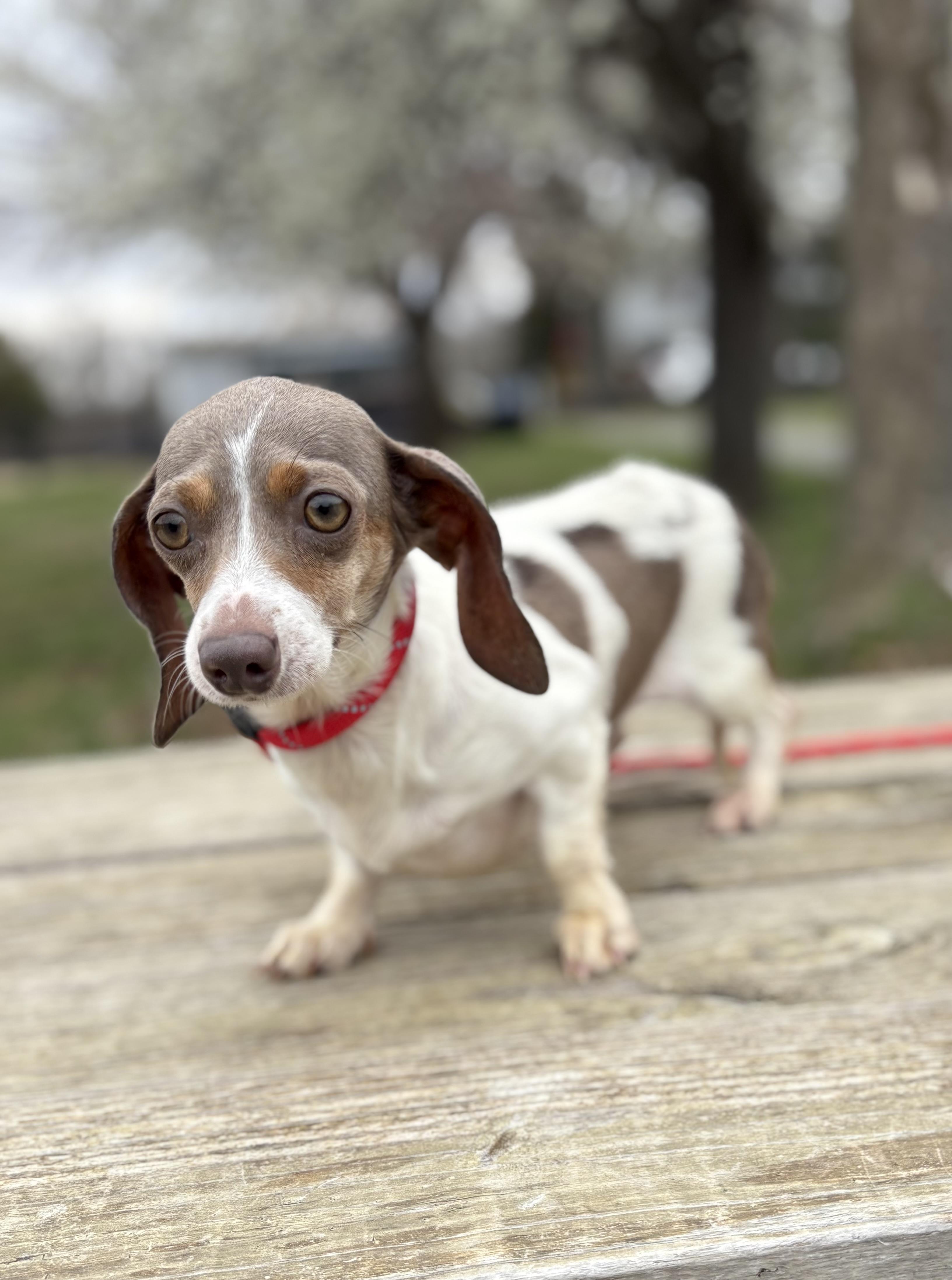 Enlarge Bambi, an adopted Miniature Dachshund in Louisa, VA image 3/5