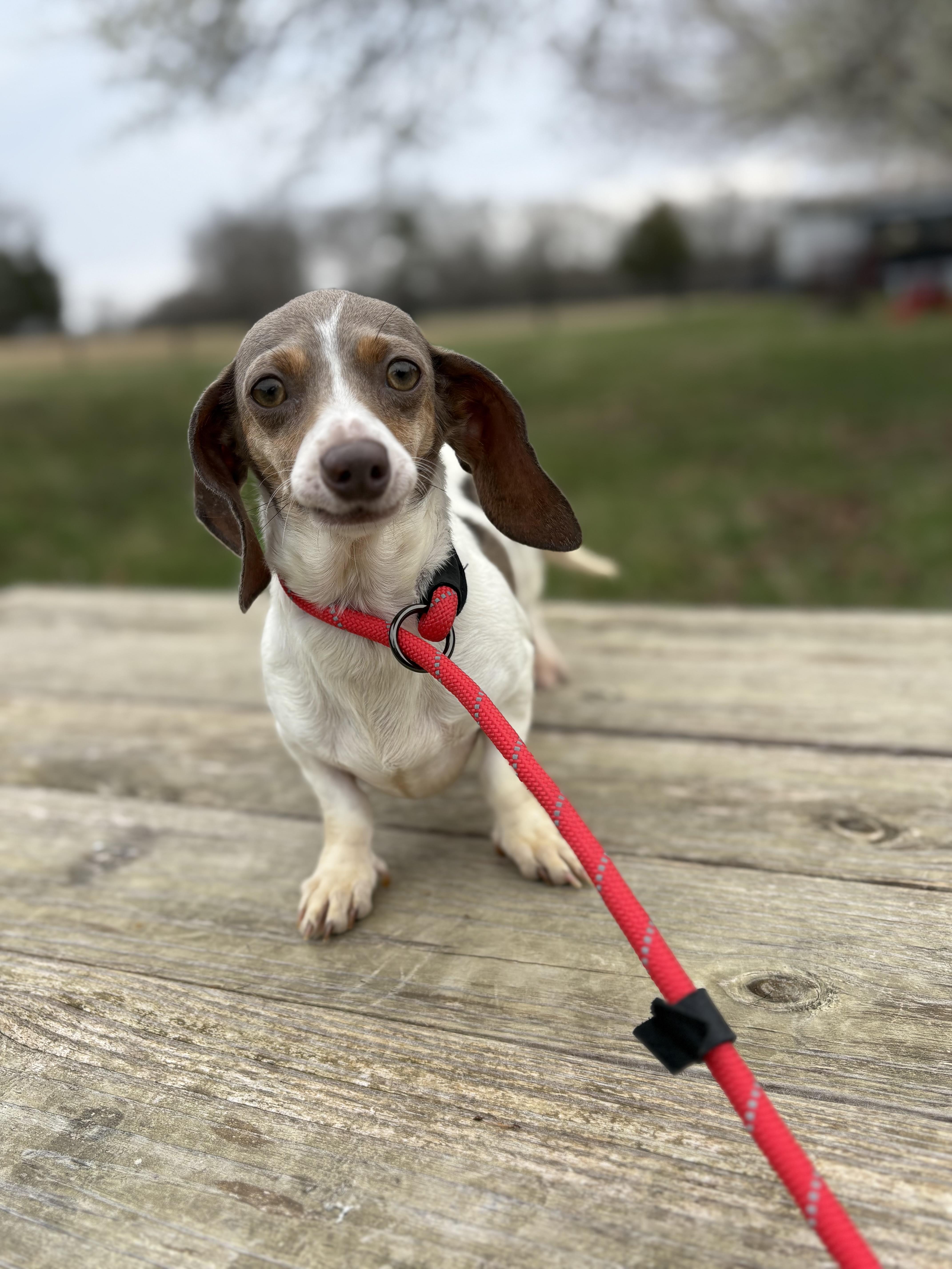 Bambi, adopted, Adult Female Miniature Dachshund.