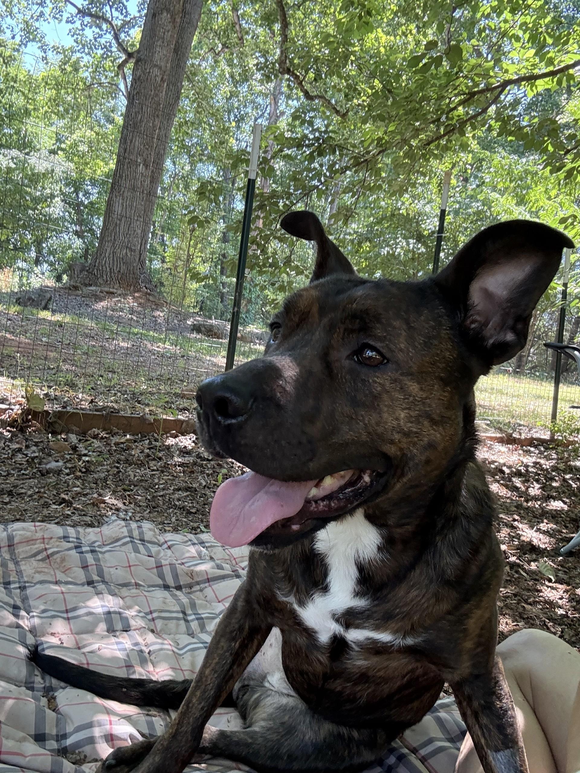 Taeko, a ADOPTABLE mixed breed in Salisbury, NC image 3/5