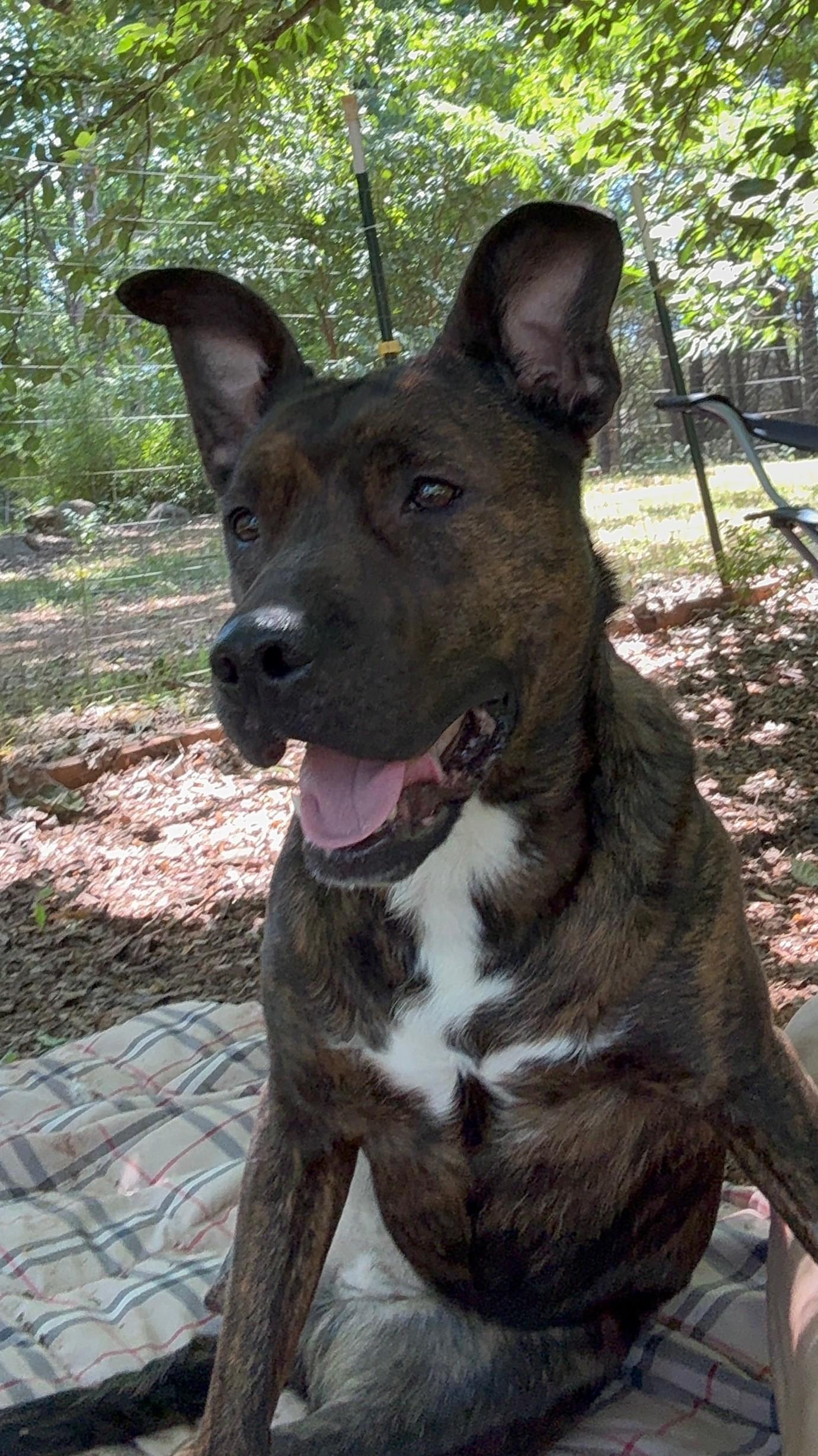 Taeko, a ADOPTABLE mixed breed in Salisbury, NC image 4/5