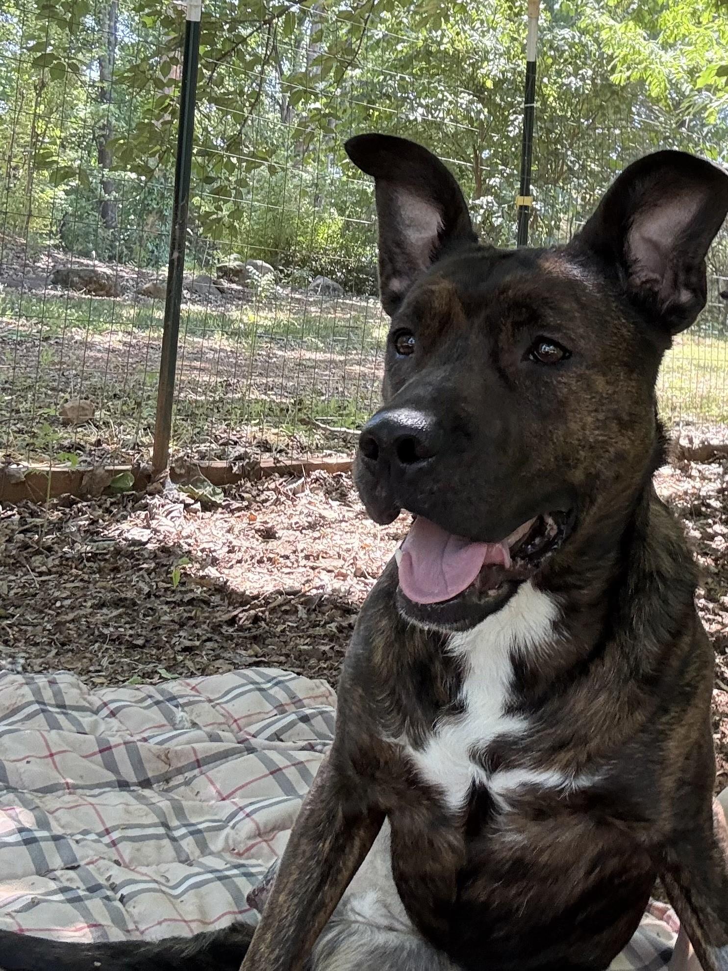 Taeko, a ADOPTABLE mixed breed in Salisbury, NC image 5/5