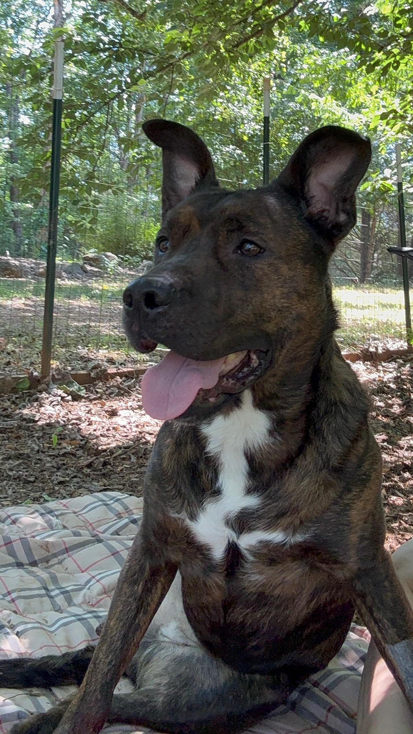 Taeko, ADOPTABLE, Young Female Plott Hound.