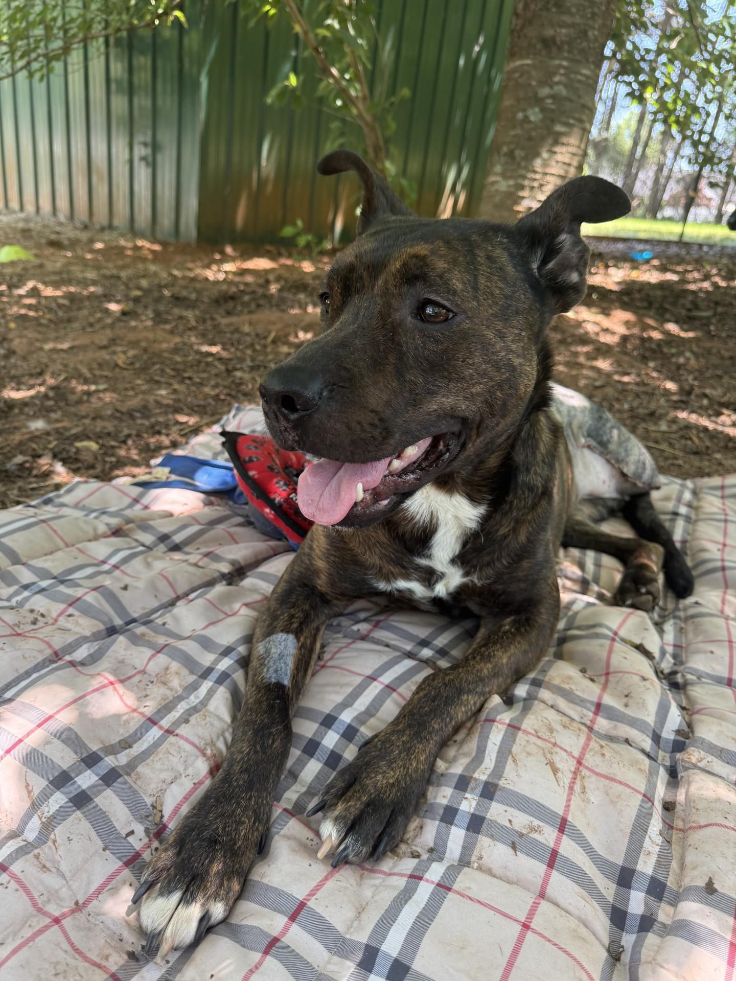 Taeko, a ADOPTABLE mixed breed in Salisbury, NC image 2/5