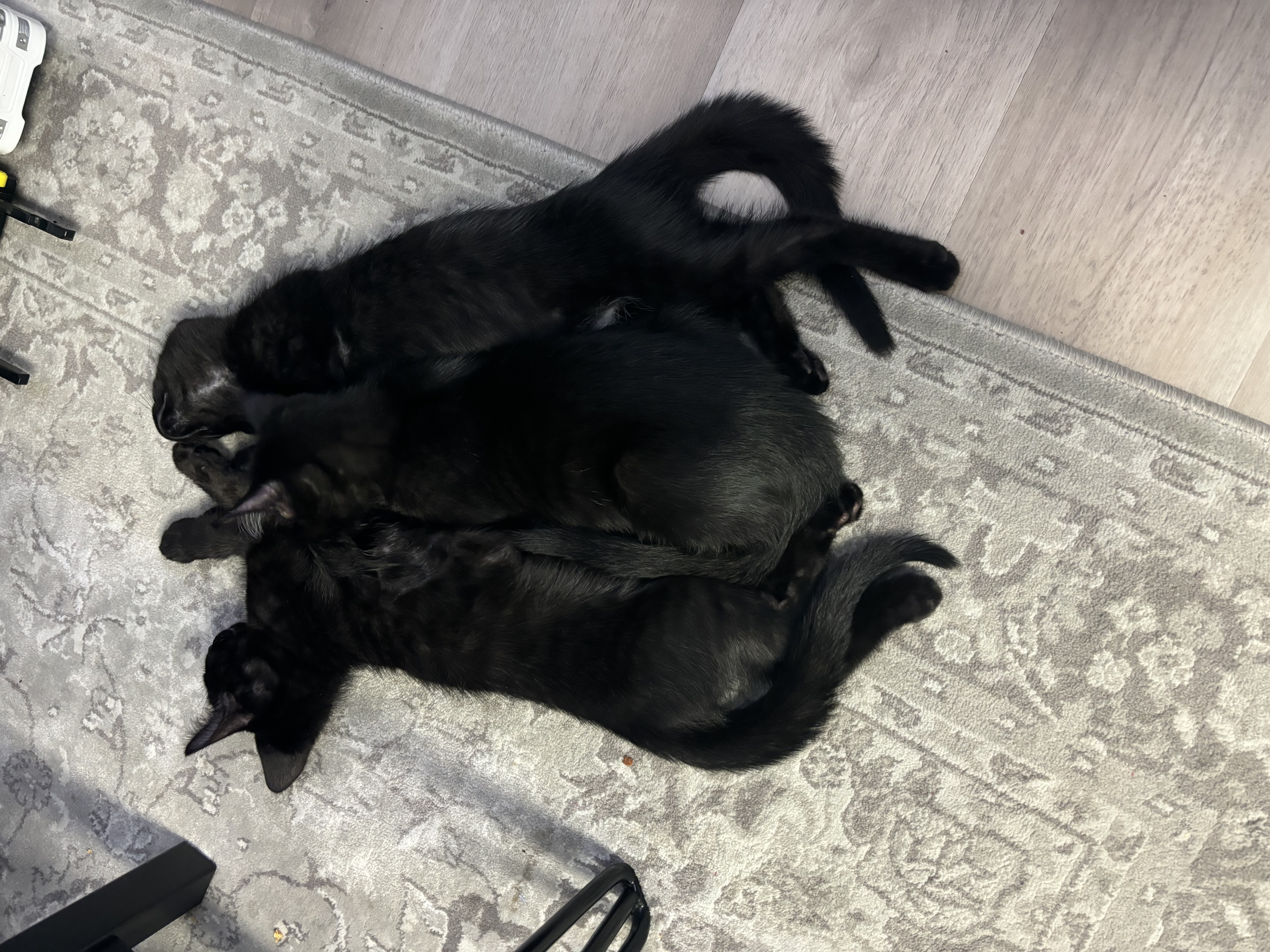 Ube, a Adoptable Domestic Short Hair in Santa Ana, CA image 2/4