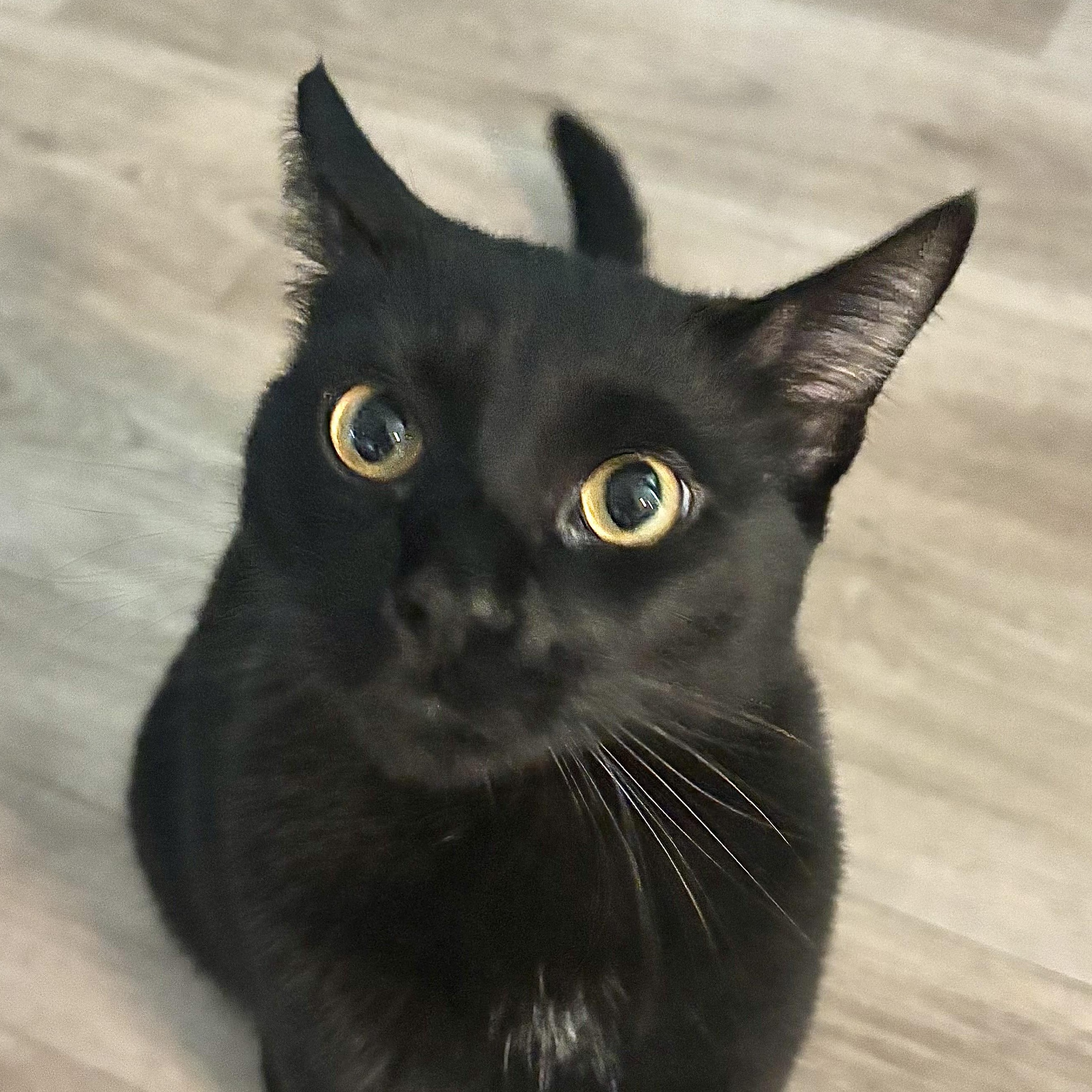 Ube, Adoptable, Young Male Domestic Short Hair.