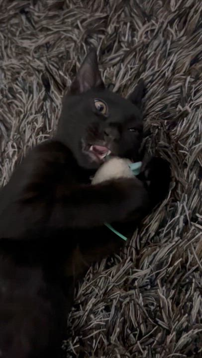 Enlarge Ube, a Adoptable Domestic Short Hair in Santa Ana, CA video 3/4