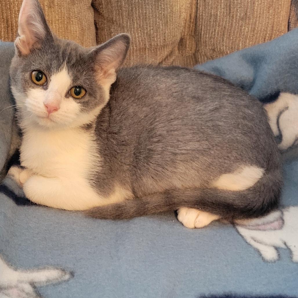 Mia, Adoptable, Kitten Female Domestic Short Hair.