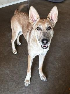 Enlarge Willow, a Adoptable mixed breed in Puerto Penasco, SON image 1/2