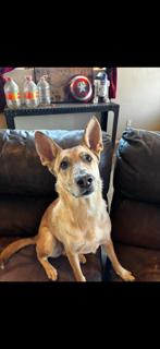 Willow, a Adoptable mixed breed in Puerto Penasco, SON image 2/3