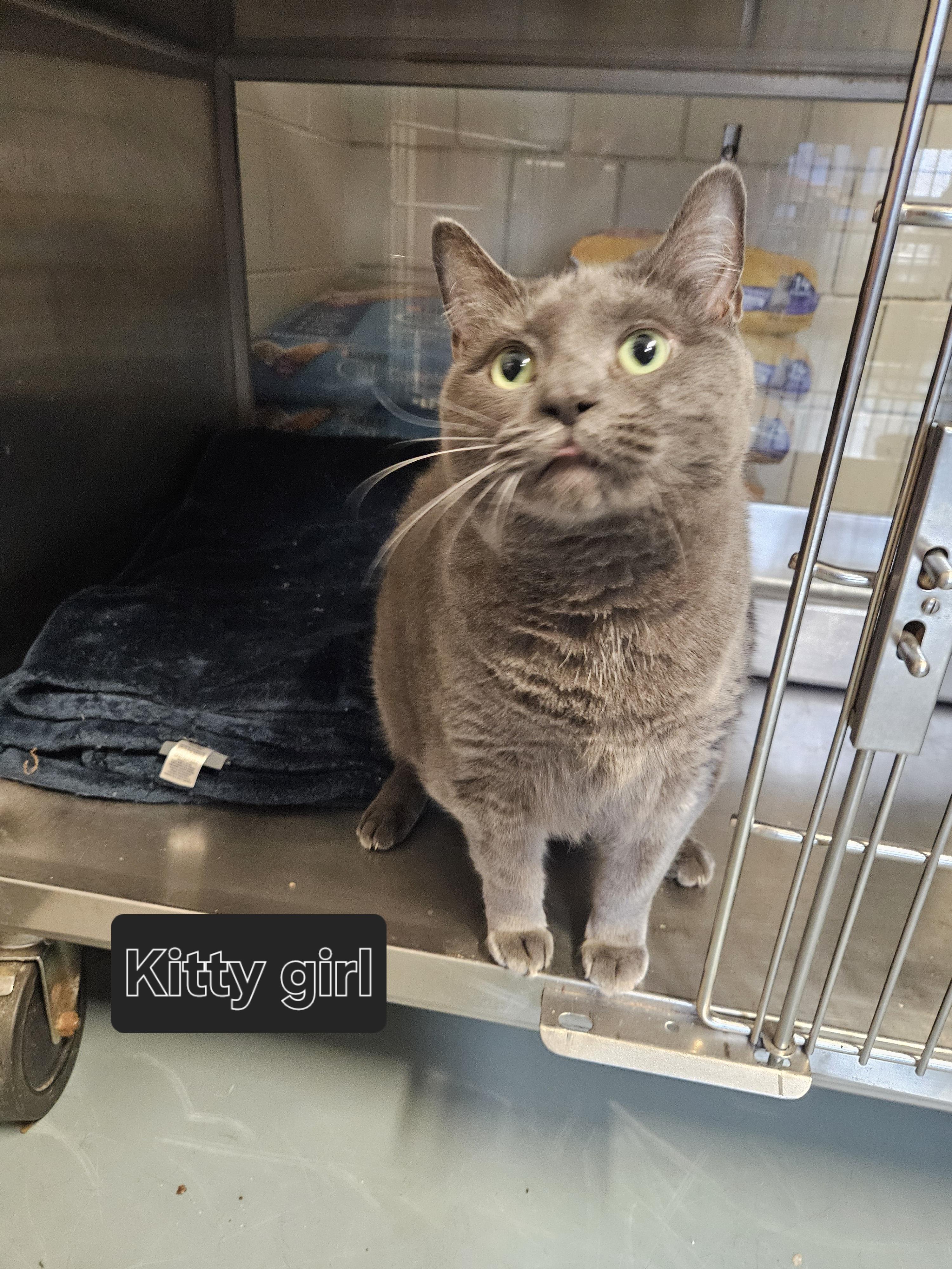 Kitty Girl, a Adoptable Domestic Short Hair in Old Bridge, NJ image 3/3