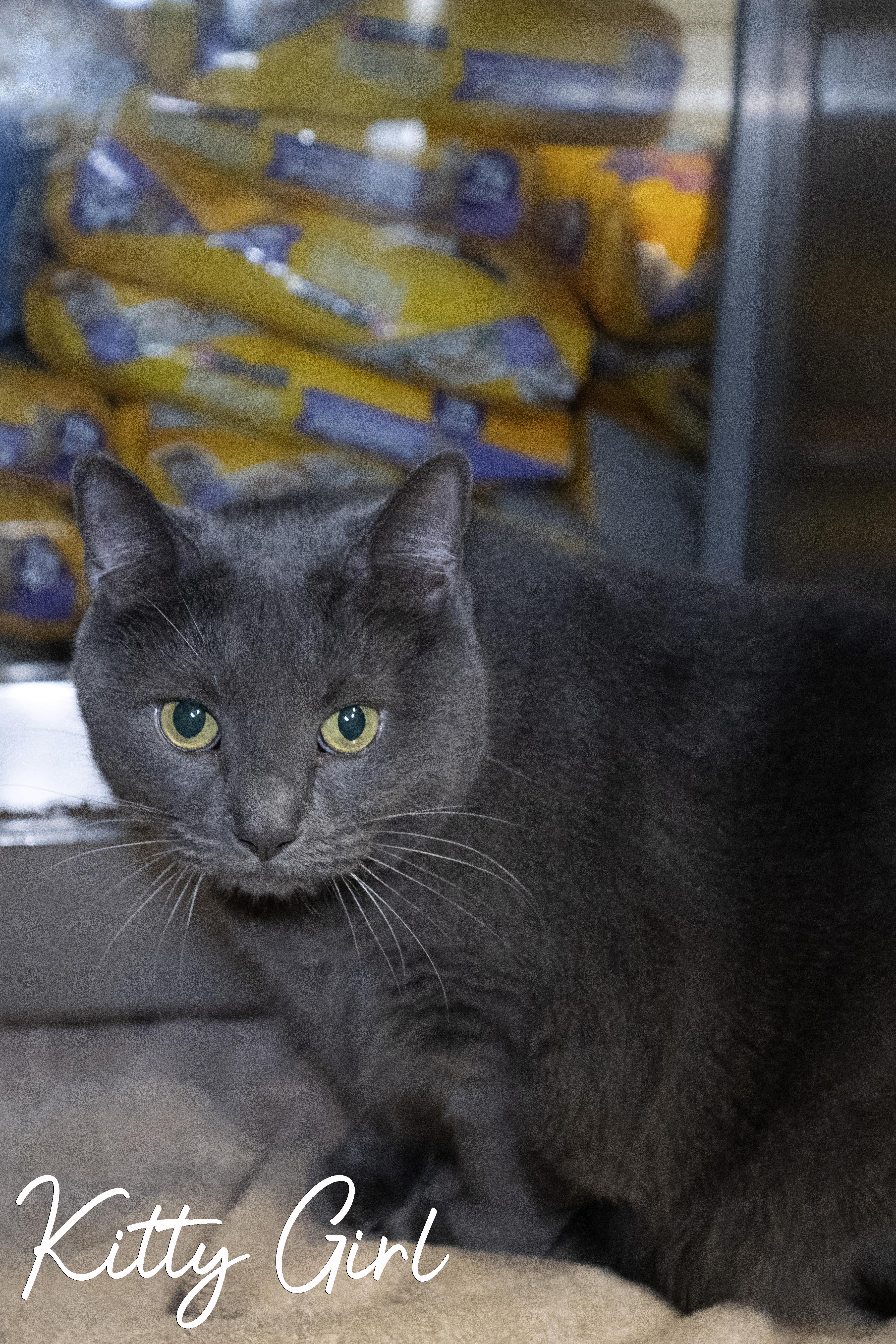 Kitty Girl, a Adoptable Domestic Short Hair in Old Bridge, NJ image 2/3