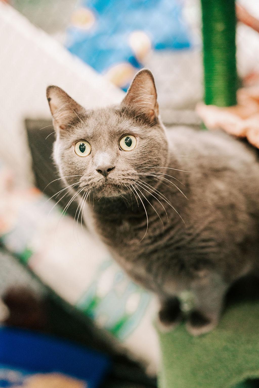 Kitty Girl, a Adoptable Domestic Short Hair in Old Bridge, NJ image 1/3