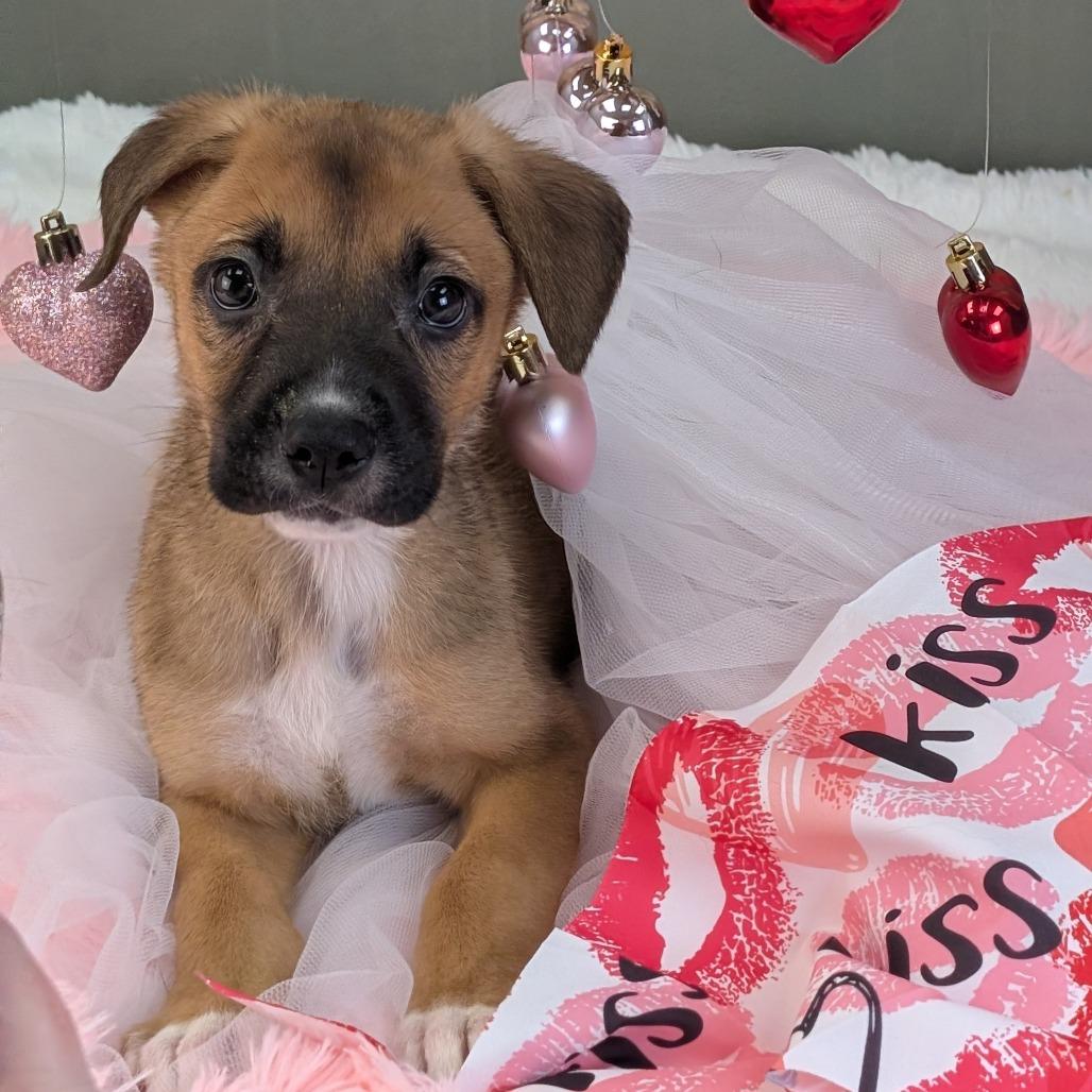 Jack Frost — thumbnail 4