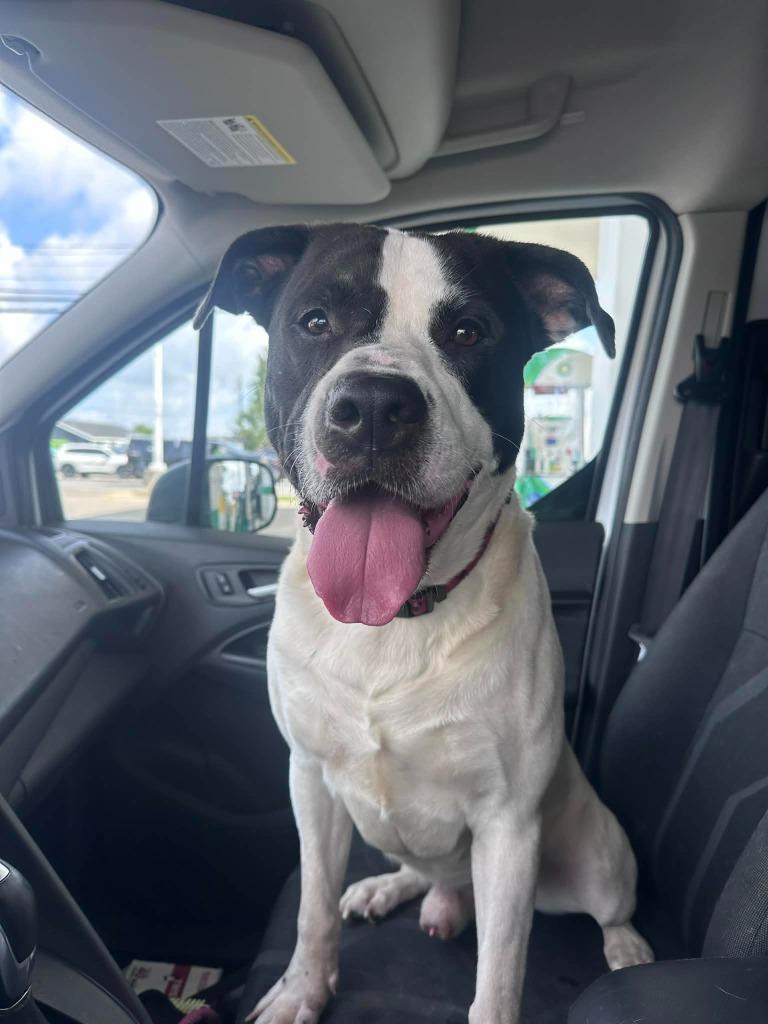 Zeus, Adoptable, Adult Male Pit Bull Terrier & Mixed Breed.