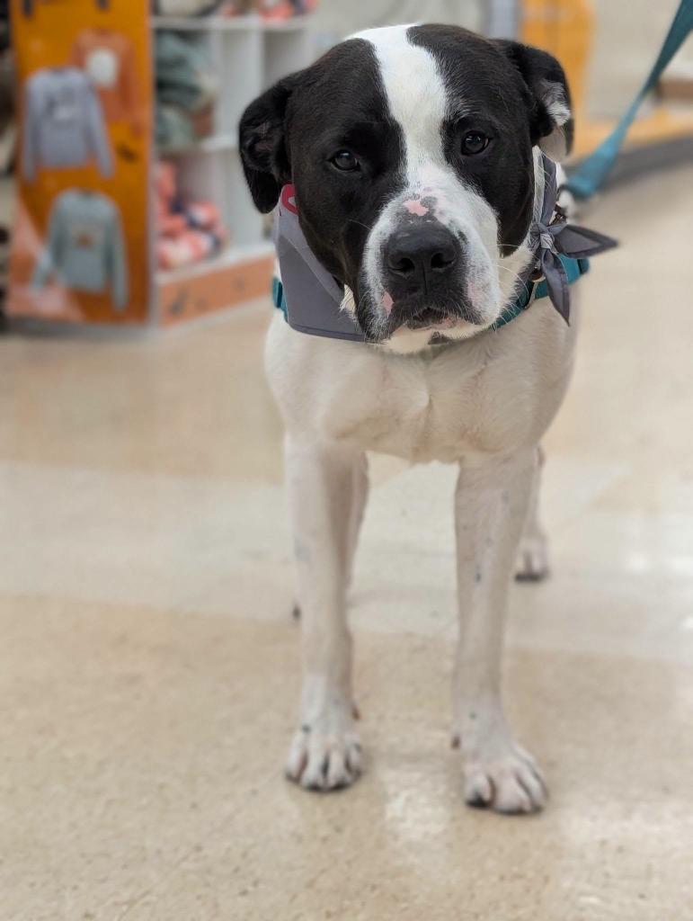 Enlarge Zeus, a Adoptable mixed breed in Marion, OH image 2/2
