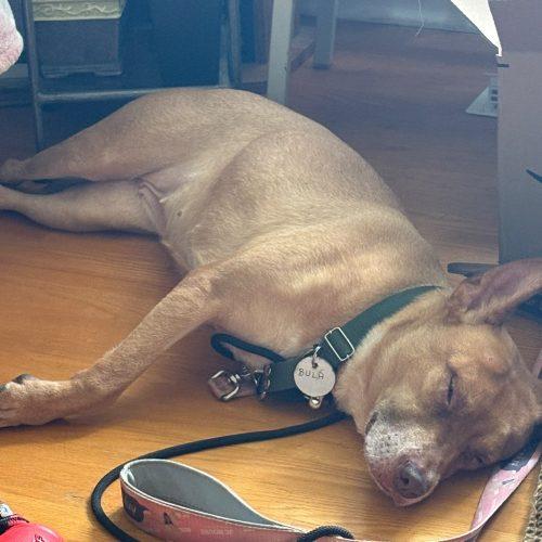 Bula, Adoptable, Adult Female Mixed Breed.