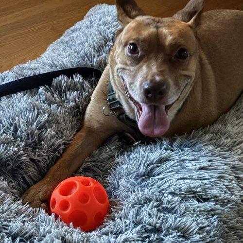 Enlarge Bula, a Adoptable mixed breed in Sunderland, ON image 2/2