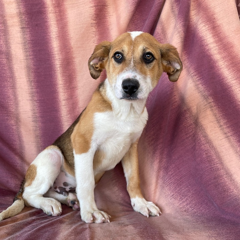 Wylie, Baby Male Mixed Breed