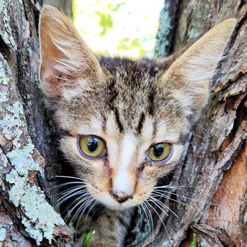 Milo, Adoptable, Young Male Tabby.