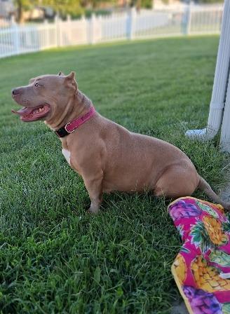Enlarge Rosie, a ADOPTABLE mixed breed in West Milton, OH image 3/6