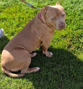 Enlarge Rosie, a ADOPTABLE mixed breed in West Milton, OH image 2/4