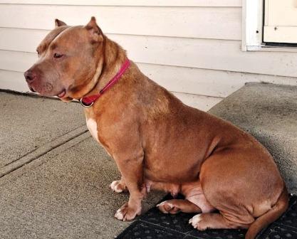 Enlarge Rosie, a ADOPTABLE mixed breed in West Milton, OH image 3/4