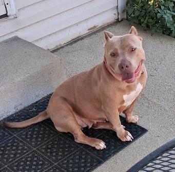 Enlarge Rosie, a ADOPTABLE mixed breed in West Milton, OH image 2/6