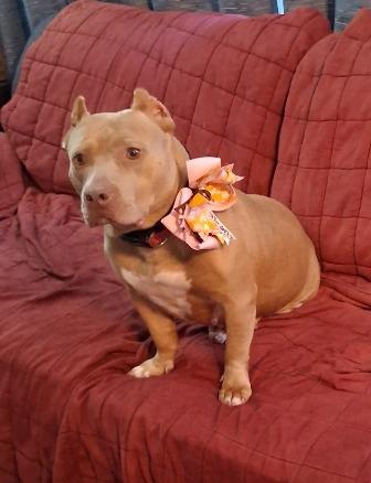 Enlarge Rosie, a ADOPTABLE mixed breed in West Milton, OH image 4/6