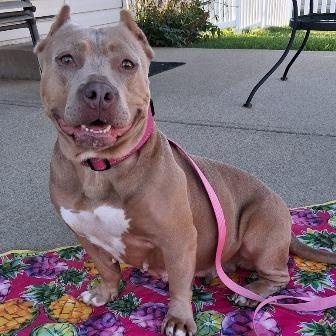 Enlarge Rosie, a ADOPTABLE mixed breed in West Milton, OH image 1/6