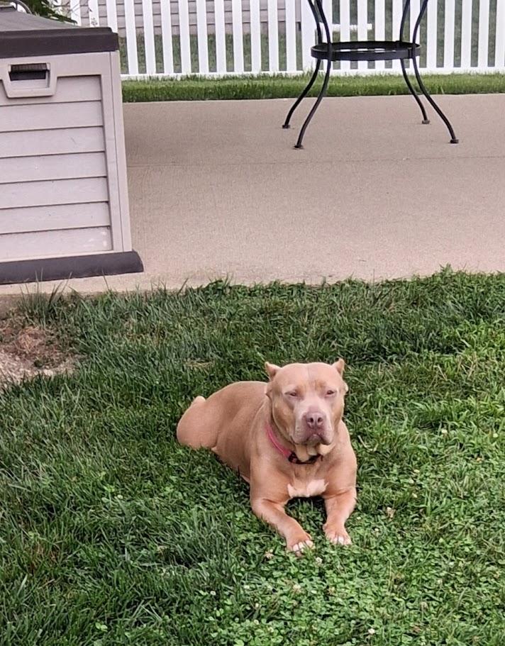 Enlarge Rosie, a ADOPTABLE mixed breed in West Milton, OH image 6/6