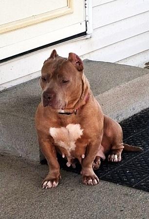 Enlarge Rosie, a ADOPTABLE mixed breed in West Milton, OH image 4/4