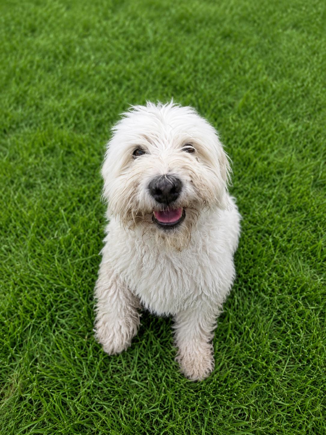 Enlarge Shakiro, an adopted mixed breed in Vernon, CT image 2/5