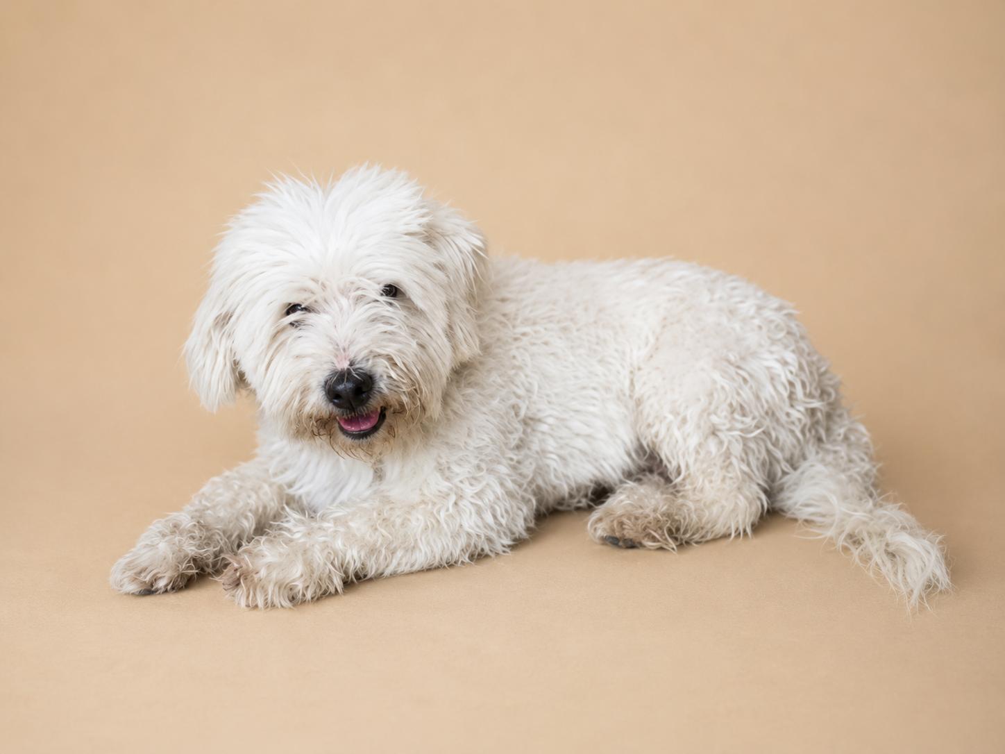 Shakiro, adopted, Young Male Poodle & Maltese.