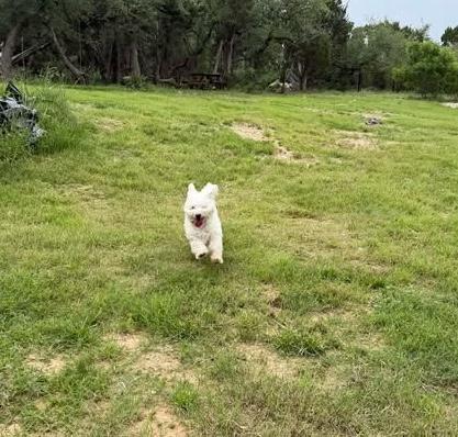 Enlarge Shakiro, an adopted mixed breed in Vernon, CT image 4/5